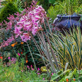 Yucca variegata Bright Edge, frunze galben-verde, flori alb-rosii parfumate, rezistenta la ger si sceta