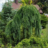 Zada (Larix) Stiff Weeper