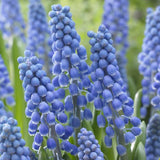 Zambila Struguras albastra (Muscari Armeniacum) Big Smile - ghiveci cu 7 bulbi