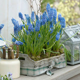 Zambila Struguras albastra (Muscari Armeniacum) Big Smile - ghiveci cu 7 bulbi