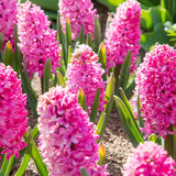 Bulbi Zambile Pink Pearl, cu flori roz-perlat, set de 5 bulbi