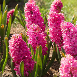 Bulbi Zambile Pink Pearl, cu flori roz-perlat, set de 5 bulbi