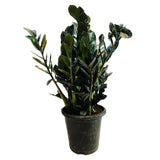 Planta Norocului (Zamioculcas Zamiifolia) Raven, 3  tulpini/ghiveci, planta de apartament cu frunze negre lucioase, rezistenta umbra, udare rara - 70 cm