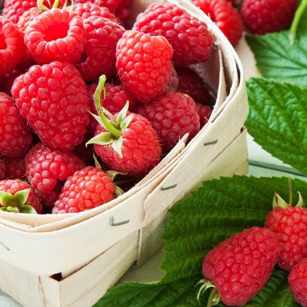 Zmeur Heritage (Rubus Idaeus), cu fructe dulci-acrisoare