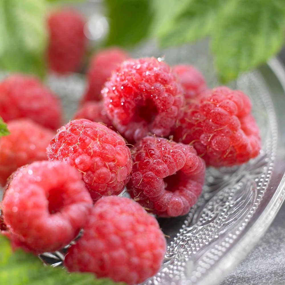 Zmeur Rosu Malling Promise (Rubis Idaeus), cu fructe dulci-acrisoare rosii