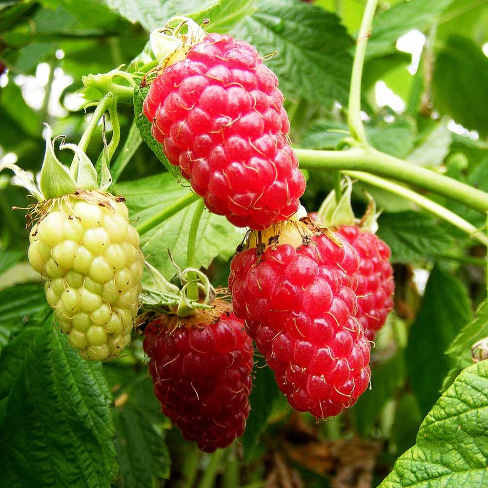 Zmeur Rosu Tulameen (Rubus Idaeus), cu fructe dulci rosii - VERDENA-30-40 cm inaltime, livrat in ghiveci de 2 l