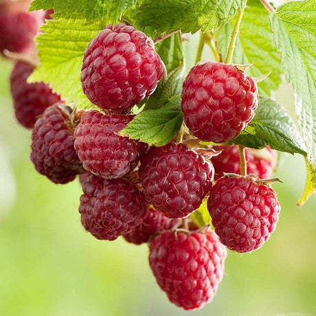 Малина ремонтантна червена увивна Sugana Red, ранна и много продуктивна, на плод от 1-та година