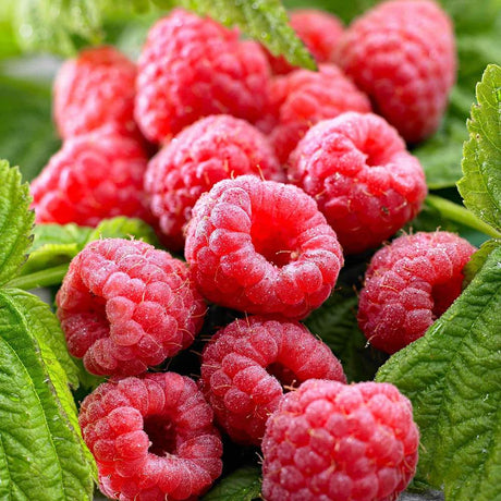 Zmeur Two Timer Sugana (Rubus idaeus), cu fructe dulci