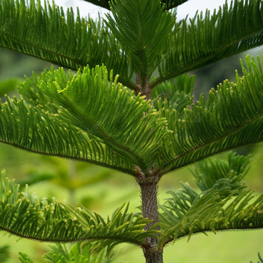 Black Friday - Reduceri Brad de Camera (Araucaria Heterophylla) - 100 cm Promotie