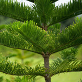 Black Friday - Reduceri Brad de Camera (Araucaria Heterophylla) - 100 cm Promotie