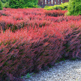 Dracila Berberis Japoneza Pink Queen, cu flori roz-pal