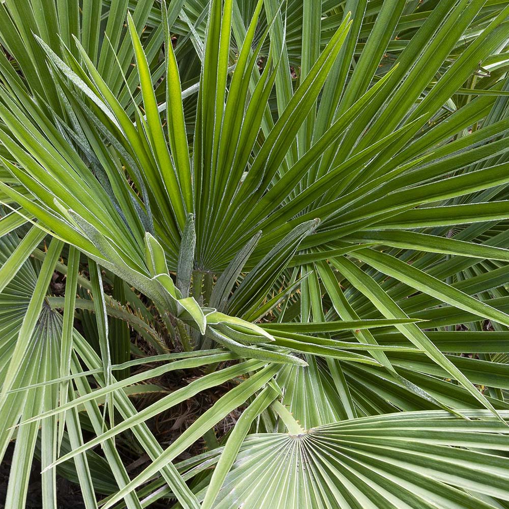 Palmier mediteraneean pitic, 100-150 cm la livrare, in ghiveci de 150L