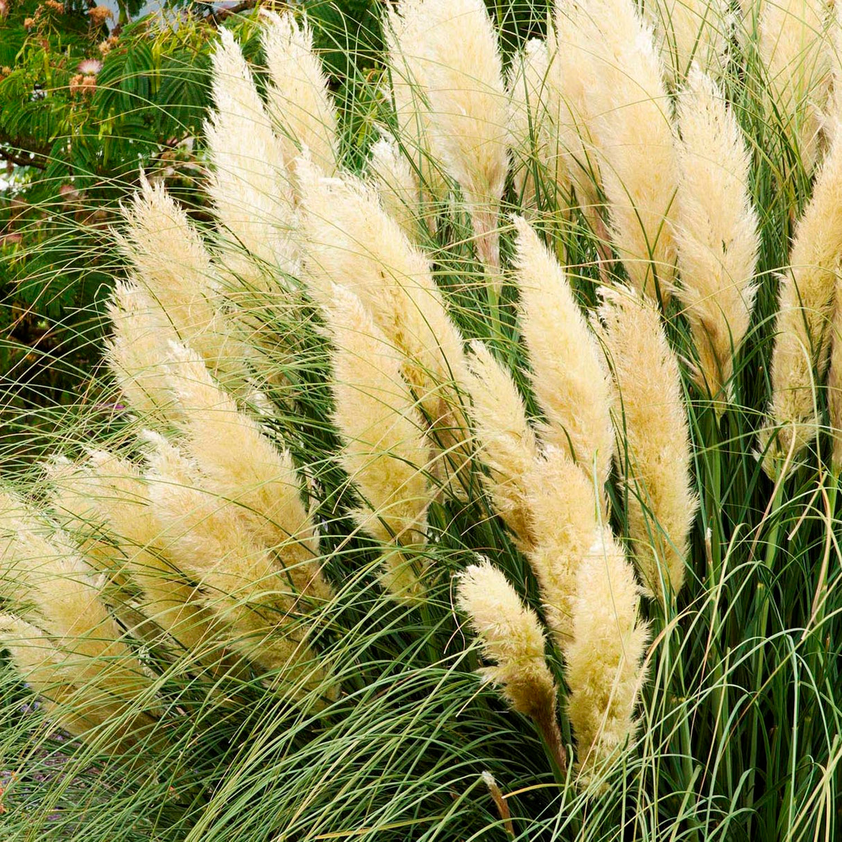 Iarba de Pampas (Cortaderia) White Plume, Default Title