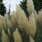 Iarba de Pampas (Cortaderia) White Plume, Default Title