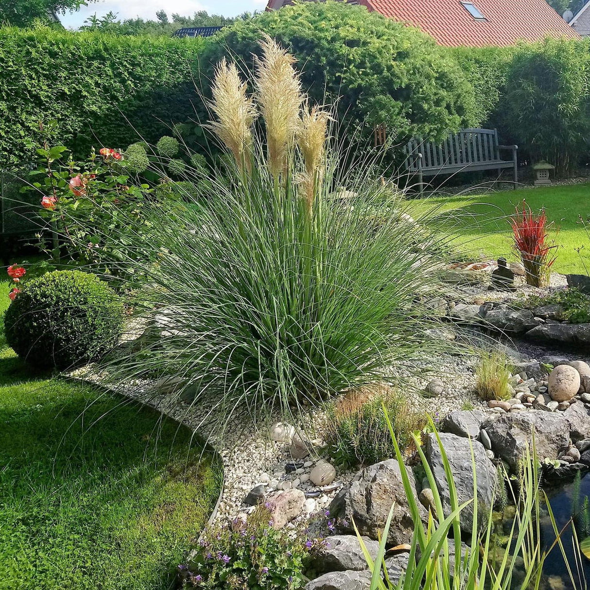 Iarba de Pampas (Cortaderia) White Plume, Default Title