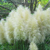 Iarba de Pampas (Cortaderia) White Plume, Default Title