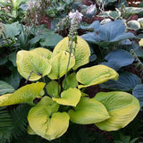 Black Friday - Reduceri Crin de Toamna (Hosta Hybrid) Gold Standard, cu frunzis auriu Promotie