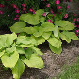 Black Friday - Reduceri Crin de Toamna (Hosta Hybrid) Gold Standard, cu frunzis auriu Promotie