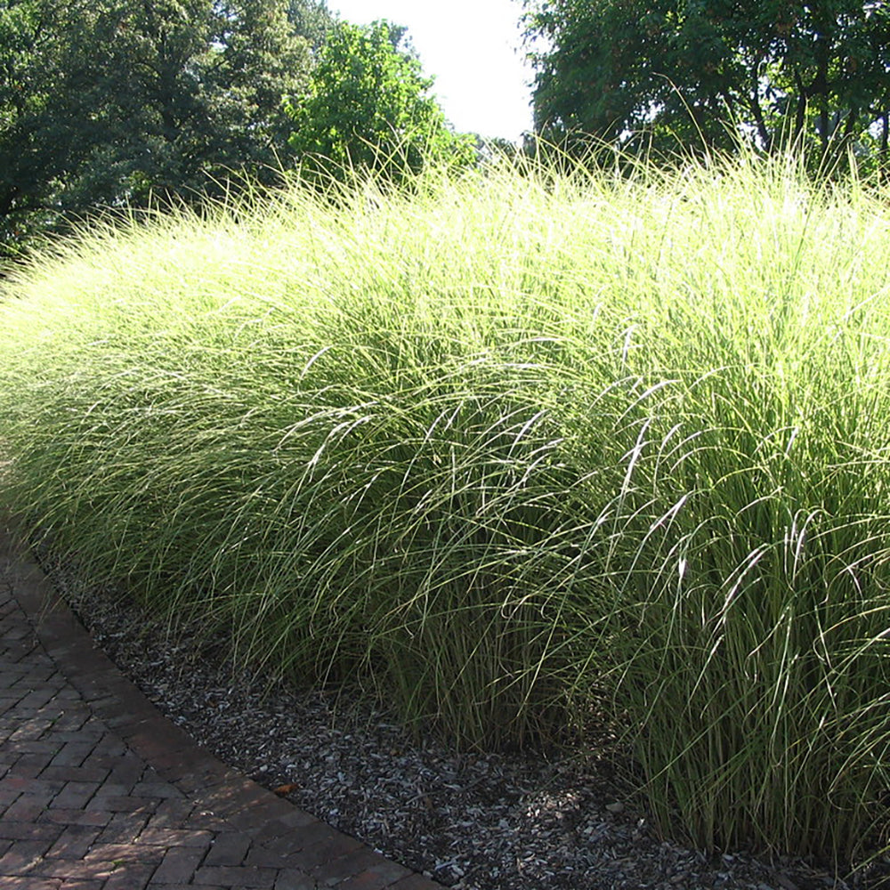 Iarba Elefantului (Miscanthus Sinensis) Little Zebra