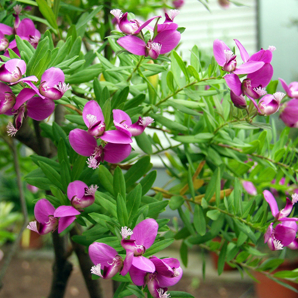 Black Friday - Reduceri Polygala Myrtifolia, cu flori roz-violet Promotie