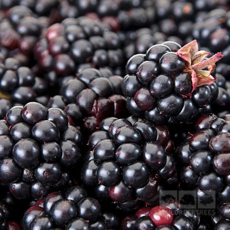 Black Friday - Reduceri Mur Rubus Fruticosus Himalaya Arbust Fructifer cu Fructe Dulci, Ideal pentru Gradini Promotie