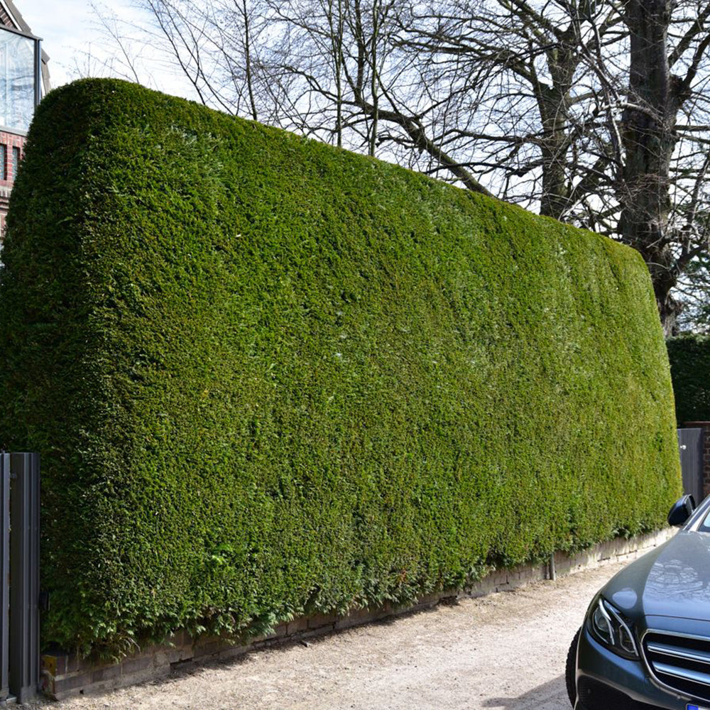 Tisa Hicksii (Taxus Baccata)