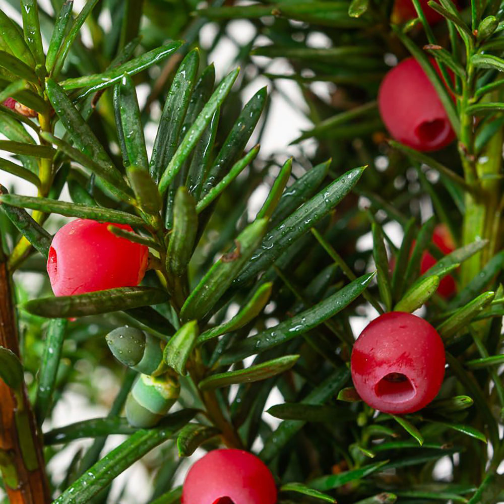 Tisa Hicksii (Taxus Baccata)