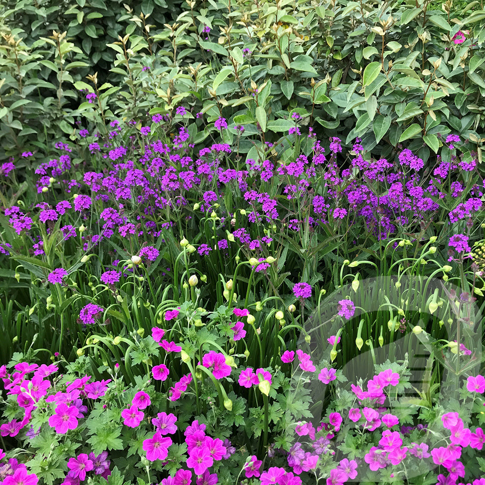 Verbena Venosa