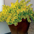 Abelia grandiflora Kaleidoscope, cu floare roz - VERDENA-25-30 cm inaltime, livrat in ghiveci de 7.5 l