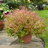 Abelia grandiflora Kaleidoscope, cu floare roz - VERDENA-25-30 cm inaltime, livrat in ghiveci de 7.5 l