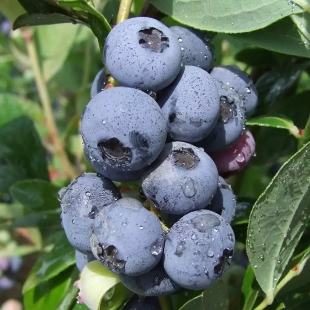 Afin Goldtraube 71 (Vaccinium corymbosum), crescut in ghiveci - VERDENA-60-70 cm inaltime, livrat in ghiveci de 3 l