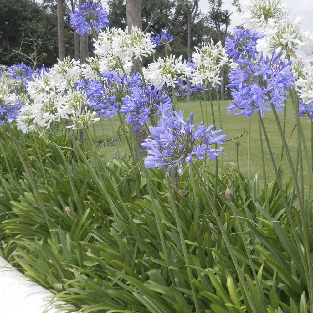 Agapanthus Blue Triumphirator - VERDENA-livrat in ghiveci de 3L