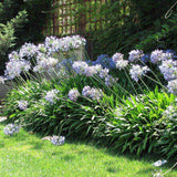 Agapanthus Blue Triumphirator - VERDENA-livrat in ghiveci de 3L