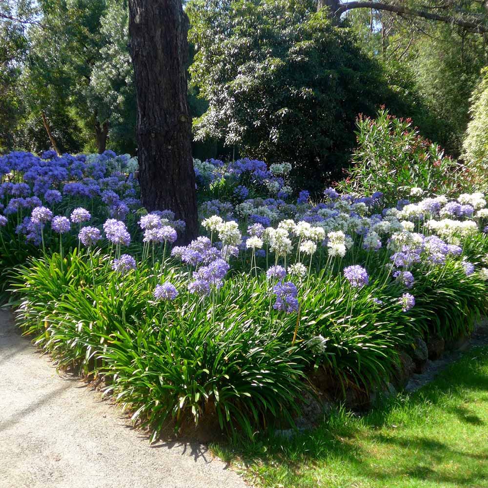 Agapanthus Blue Triumphirator - VERDENA-livrat in ghiveci de 3L