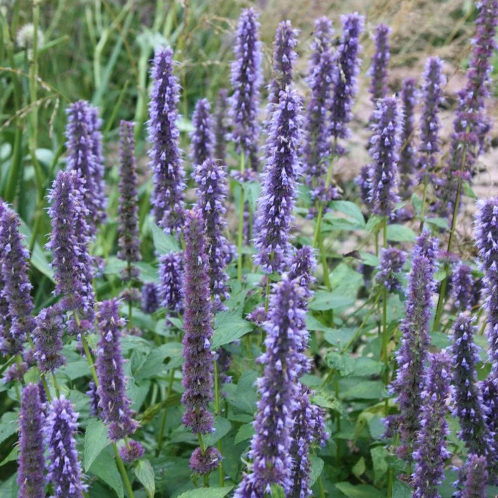 Black Friday - Reduceri Isop Agastache Blue Fortune Promotie