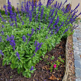 Black Friday - Reduceri Isop Agastache Blue Fortune Promotie