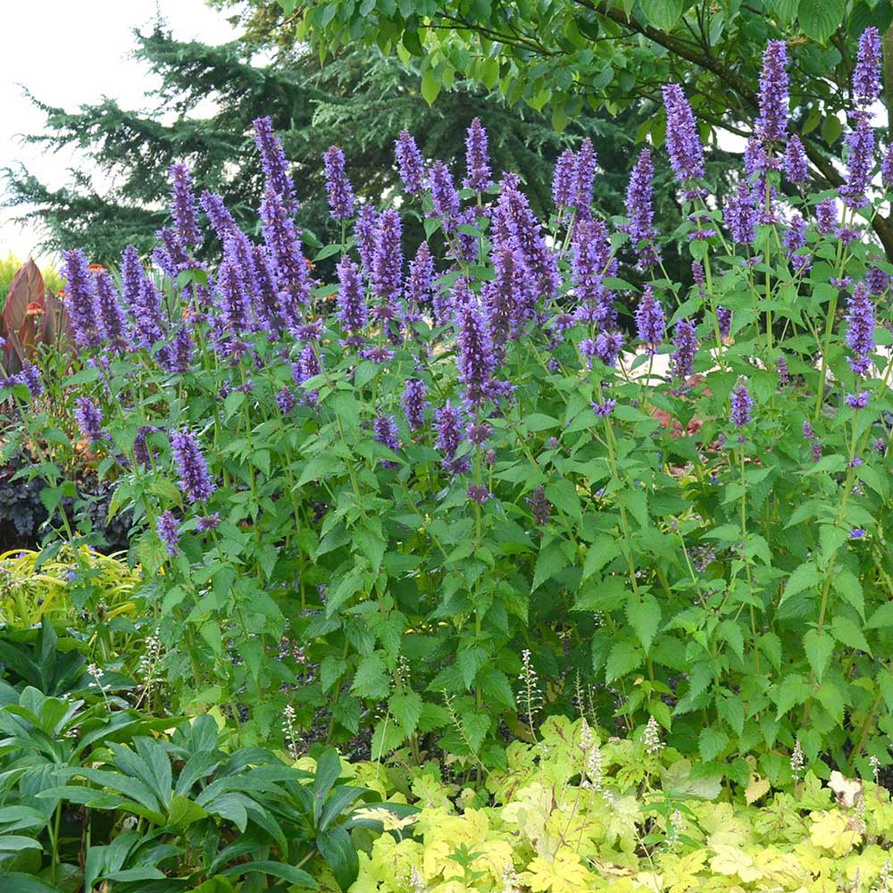 Black Friday - Reduceri Isop Agastache Blue Fortune Promotie