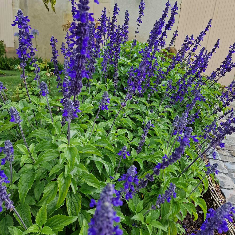 Black Friday - Reduceri Isop Agastache Blue Fortune Promotie