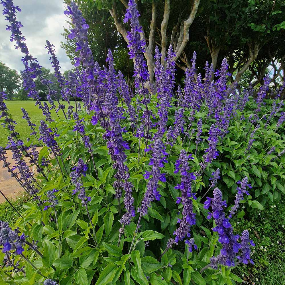 Black Friday - Reduceri Isop Agastache Blue Fortune Promotie