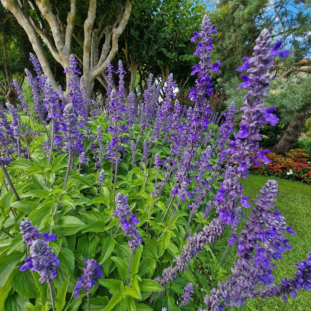 Black Friday - Reduceri Isop Agastache Blue Fortune Promotie