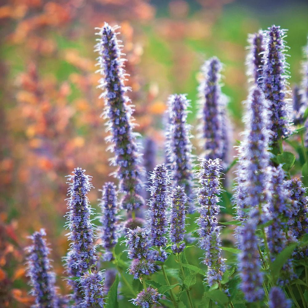 Black Friday - Reduceri Isop Agastache Blue Fortune Promotie