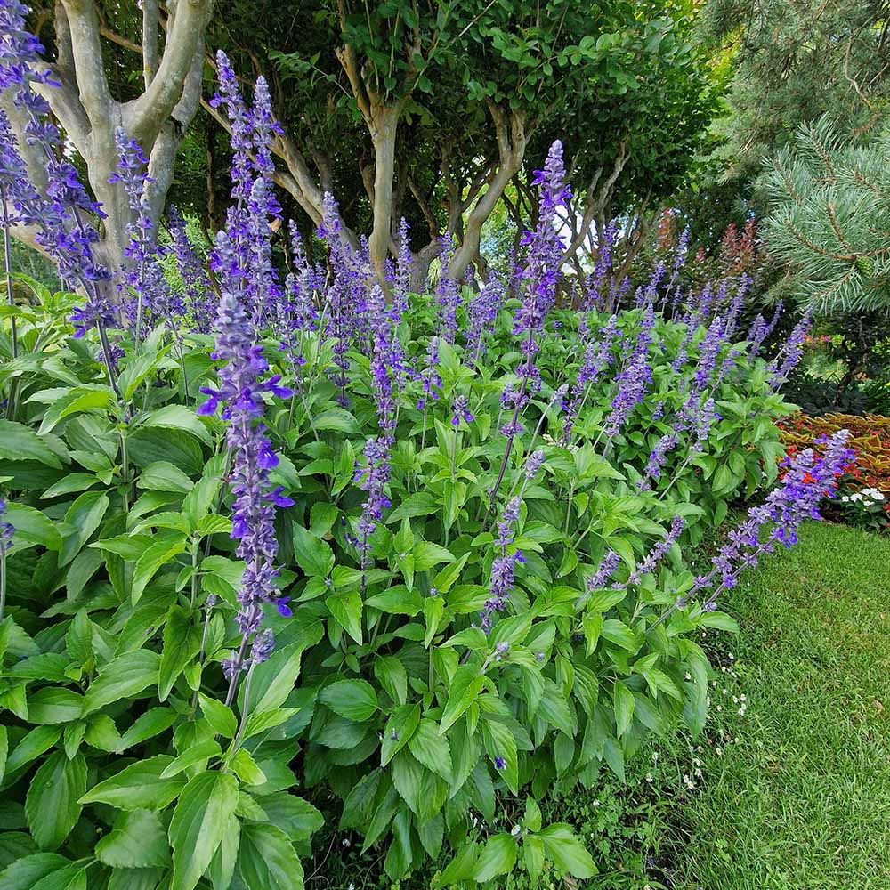 Black Friday - Reduceri Isop Agastache Blue Fortune Promotie