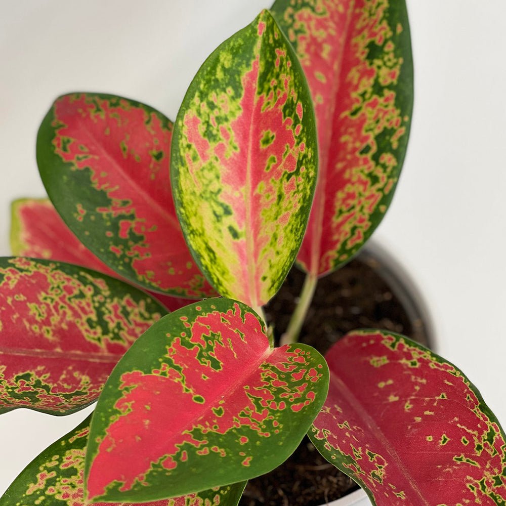 Aglaonema Cherry Baby - 35 cm - VERDENA-35 cm la livrare in ghiveci de Ø 19 cm