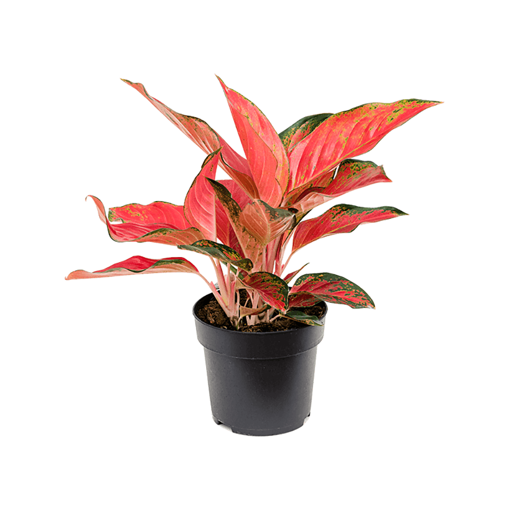 Aglaonema Cherry Baby - 35 cm - VERDENA-35 cm la livrare in ghiveci de Ø 19 cm