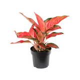 Aglaonema Cherry Baby - 35 cm - VERDENA-35 cm la livrare in ghiveci de Ø 19 cm