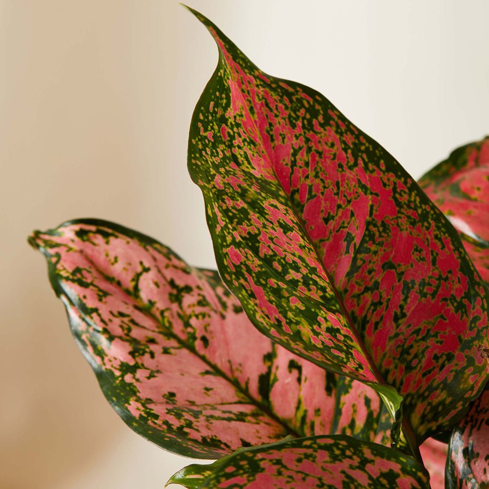 Aglaonema Cherry Baby - 35 cm - VERDENA-35 cm la livrare in ghiveci de Ø 19 cm