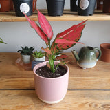 Aglaonema Cherry Baby - 35 cm - VERDENA-35 cm la livrare in ghiveci de Ø 19 cm