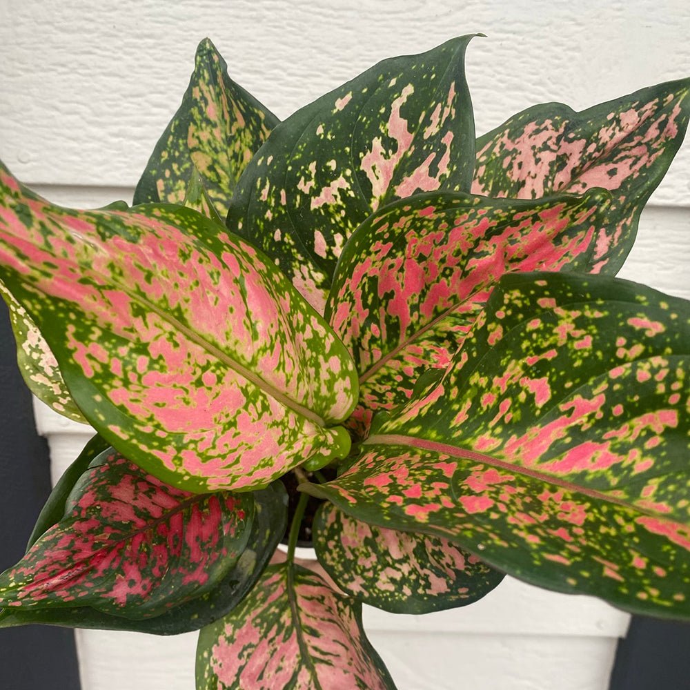 Aglaonema Cherry Baby - 35 cm - VERDENA-35 cm la livrare in ghiveci de Ø 19 cm