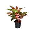 Aglaonema Crete - 35 cm - VERDENA-35 cm inaltime, livrat in ghiveci de 1.2 l