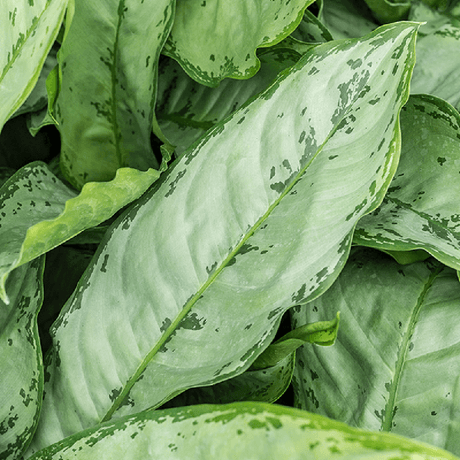 Aglaonema Freedman - 70 cm - VERDENA-70 cm inaltime la livrare, in ghiveci cu Ø 17 cm